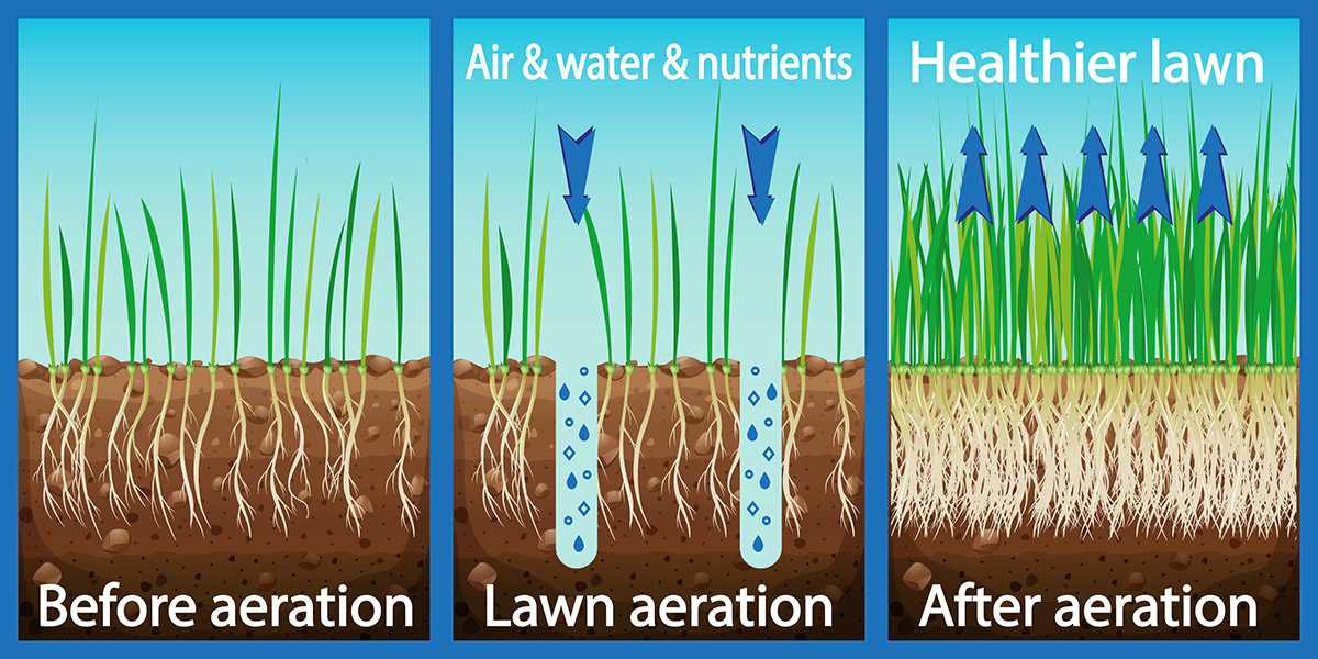 organic lawn aeration and scarification