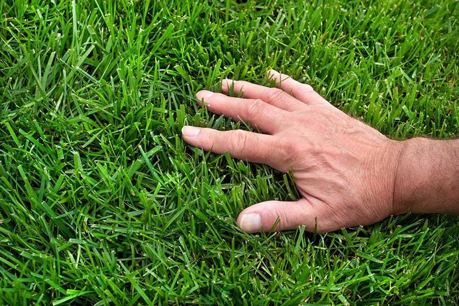moss organic treatment lawn care